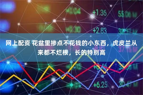 网上配资 花盆里掺点不花钱的小东西，虎皮兰从来都不烂根，长的特别高