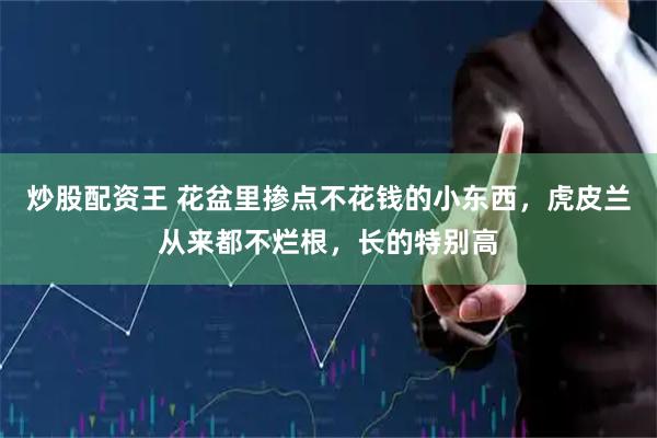 炒股配资王 花盆里掺点不花钱的小东西，虎皮兰从来都不烂根，长的特别高